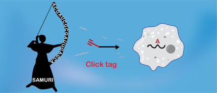 New ribozyme can make RNA molecules accessible for click chemistry in living cells