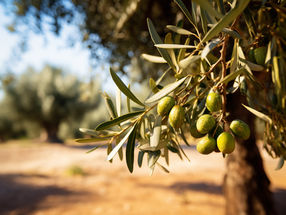 EU-Projekt soll Olivenanbau und -konsum fördern
