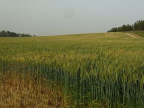 How does the social behavior of wheat plants affect grain production?