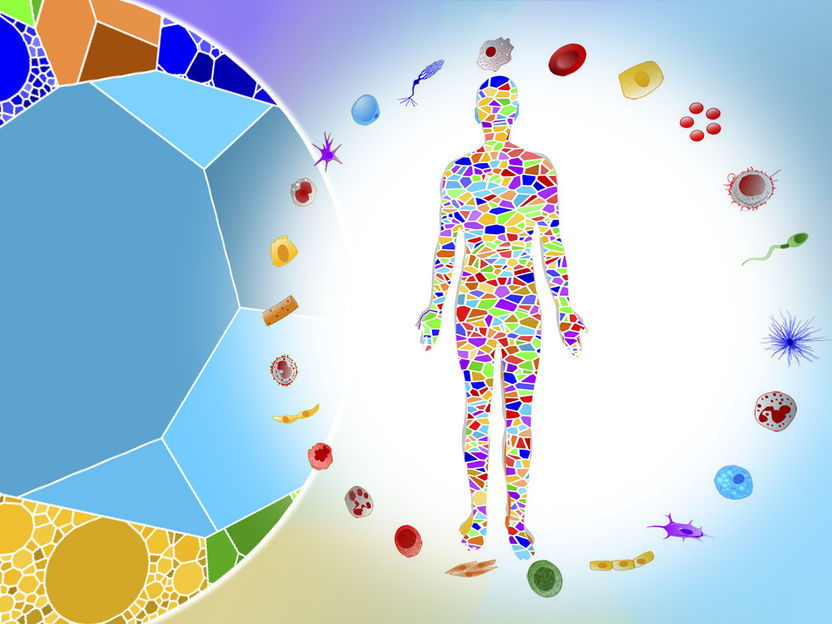 Cellular Cartography - "For the first time, we have systematically measured the size and abundance of cells across all major tissues and organs"