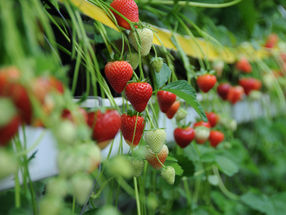 Bayer is expanding its leading fruit and vegetable business to include strawberries.