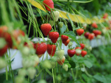 Bayer erweitert sein führendes Obst- und Gemüsegeschäft um Erdbeeren.