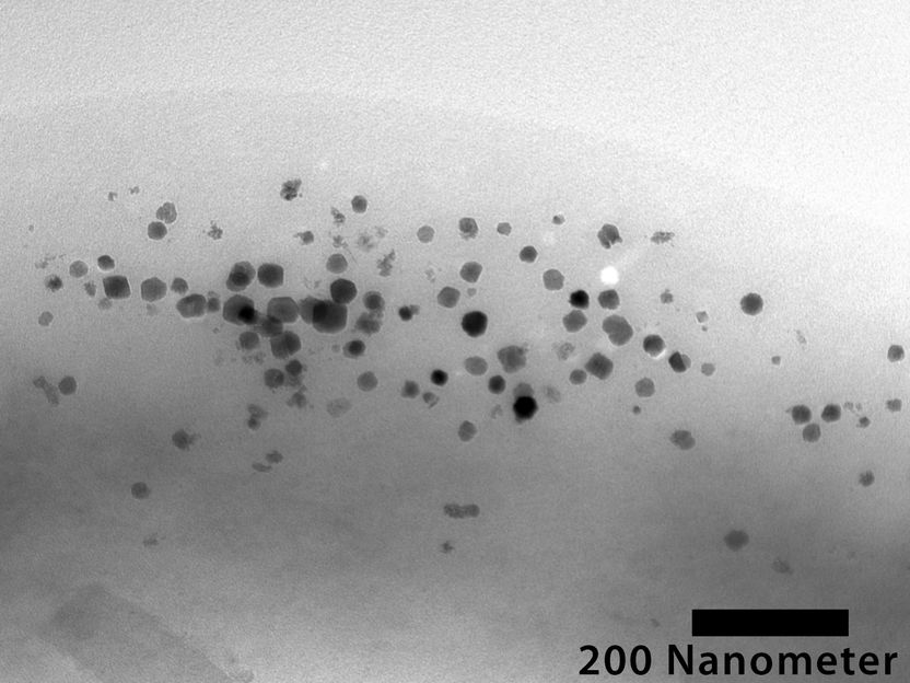 Neue Studie zur genetischen Magnetisierung lebender Bakterien - Große Potenziale für die Biomedizin