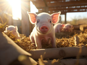 La vaccination améliore le bien-être des animaux et la protection de l'environnement dans la production de viande