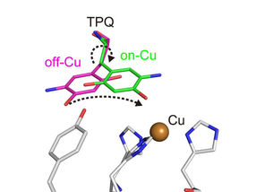 Imaging the smallest atoms provides insights into an enzyme's unusual biochemistry