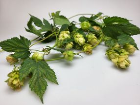 News about beer aroma
