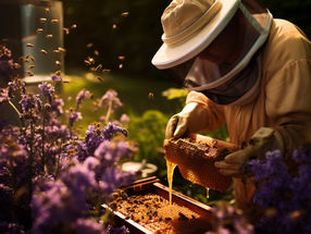 Bundesregierung: Honig-Importe bleiben weiter wichtig