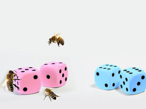 Proteins roll the dice to determine bee sex