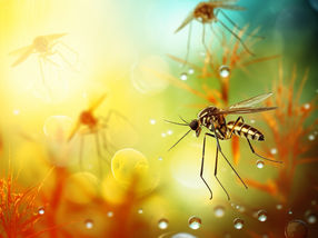 Comment les moustiques mâles compensent-ils le fait de n'avoir qu'un seul chromosome X ?