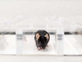 La recherche sur les muscles est gagnante : une nouvelle méthode permet d'obtenir des résultats plus rapidement et de réduire le nombre d'animaux de laboratoire
