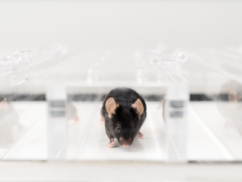 Win-win in muscle research: faster results and fewer laboratory animals thanks to new method - “The method enables us to ensure that only the muscle fibers actually change their genetic material”