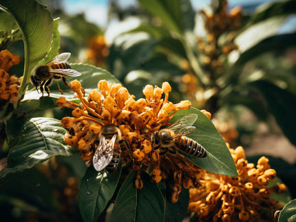 Coffee and cocoa plants at risk from pollinator loss