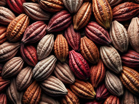 Cacao en grano