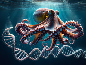 Neue Einblicke in die Genetik des Gemeinen Kraken: Genom auf Chromosomenebene entschlüsselt