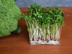 Scientists investigated how germination impacts the polysulfide content and composition of broccoli sprouts