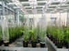 Erkenntnisse für die Pflanzenzüchtung: Mit Mikroorganismen Weizenpflanzen gegen Klimastress wappnen
