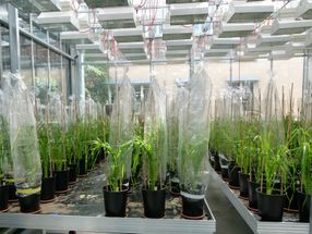 Ideas para el fitomejoramiento: armar las plantas de trigo contra el estrés climático con microorganismos
