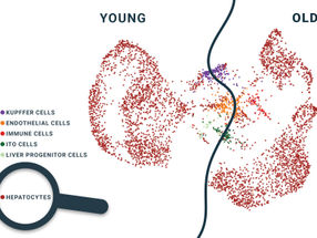 Location, location, location - Liver cells age differently depending on where they are in the organ