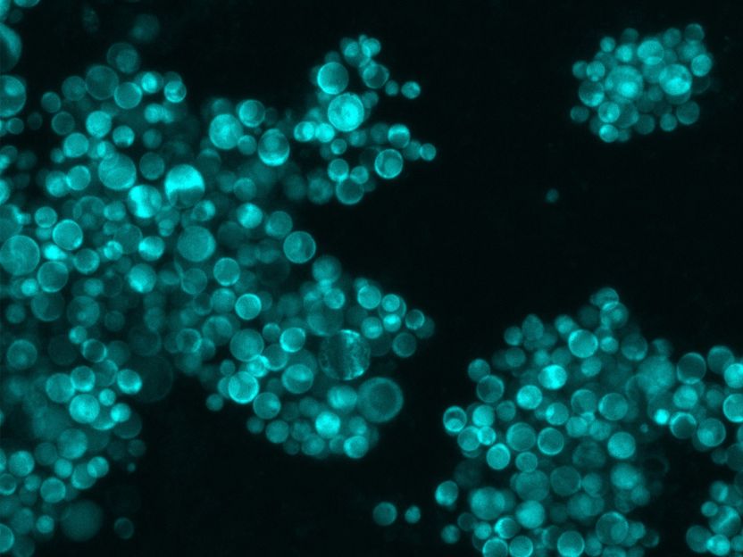 Un nouvel ordre pour la levure de bière - Un chromosome artificiel combine tous les gènes de l'ARNt pour la production de protéines cellulaires : une étape importante du projet international de génome synthétique de la levure