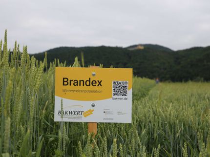 Populationsweizen ist reif für die Praxis