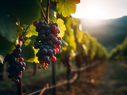 Le vin en danger ? Un virus affecte la production mondiale de vin
