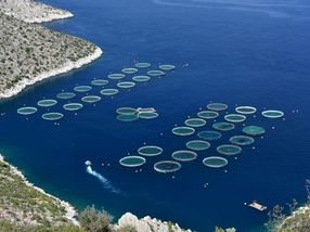 La acuicultura de la UE se estanca pese a la cuantiosa financiación