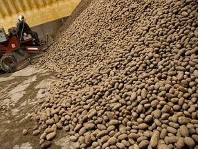 Forscher des Bundesstaates Oregon erhalten 2 Mio. Dollar für die Suche nach neuen Wegen, um den Verderb von Bio-Kartoffeln zu verhindern