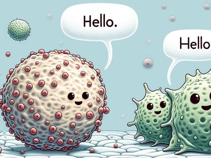 Comment les cellules souches et les cellules immunitaires communiquent