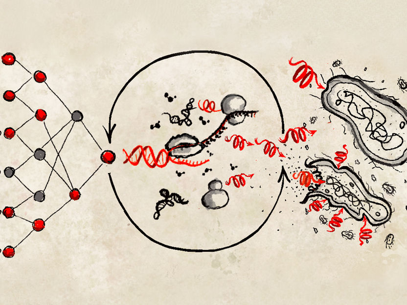 Zellfreie Suche nach neuen Antibiotika - Ein neuer Ansatz kombiniert synthetische Biologie mit künstlicher Intelligenz