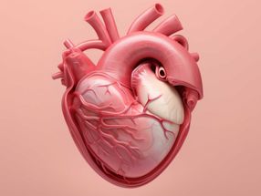 Halting a malformation of the heart