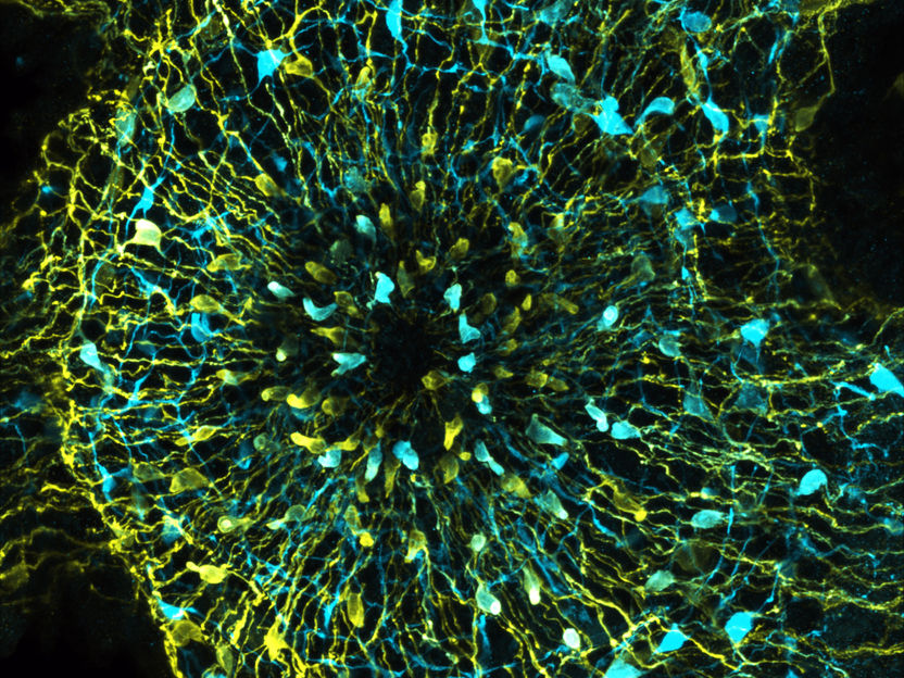 Bacteria contribute to the modulation of animal behaviour - Research team uses the example of the freshwater polyp Hydra to show how nerve cells and microorganisms cooperate to control the animals' feeding behaviour