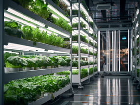 AI lighting system for efficient vertical indoor farming