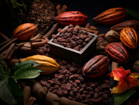 Cocoa extract supplement found to have benefits for cognition among older adults with lower diet quality