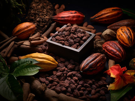 Un supplément d'extrait de cacao s'avère bénéfique pour la cognition chez les personnes âgées ayant un régime alimentaire de moindre qualité