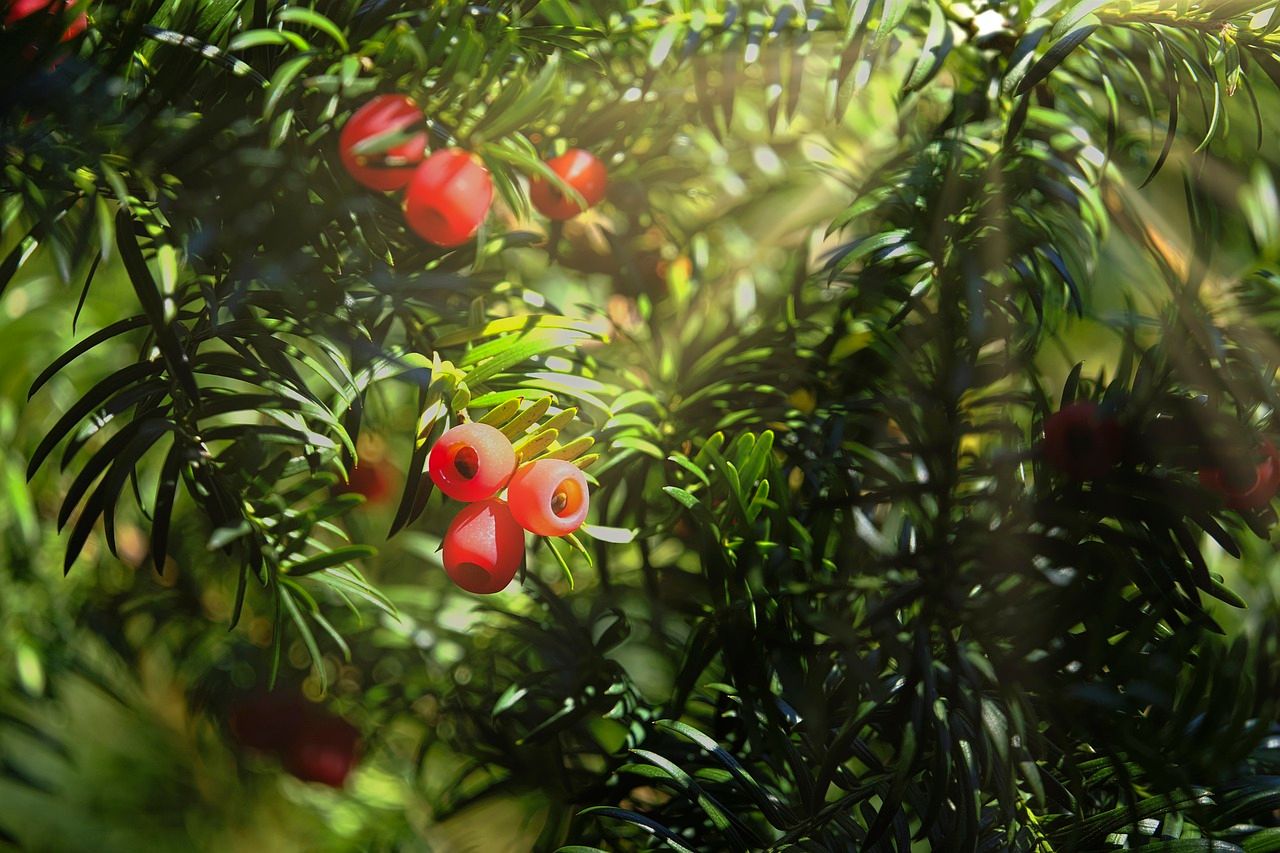 Scientists Discover How Yew Trees Save Lives Complete Biosynthetic   65797ffd71b62  8CdhICiC 