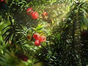 Scientists discover how yew trees save lives
