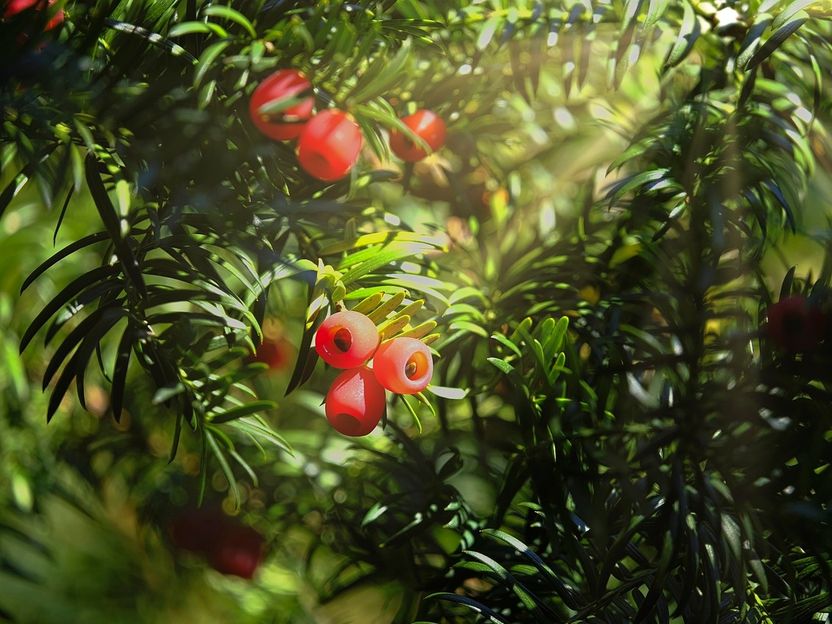 Wissenschaftler entdecken, wie Eiben Leben retten - Kompletter Biosyntheseweg eines der weltweit erfolgreichsten Chemotherapeutika enthüllt