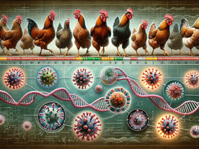 Tödliches Hühnervirus: Alte DNA enthüllt Evolution der Virulenz