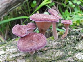 Apprendre de la nature : comment un champignon facilite un travail difficile