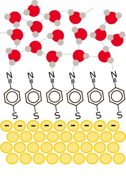 First observation of how water molecules move near a metal electrode - Movements of water molecules change depending on the applied voltage