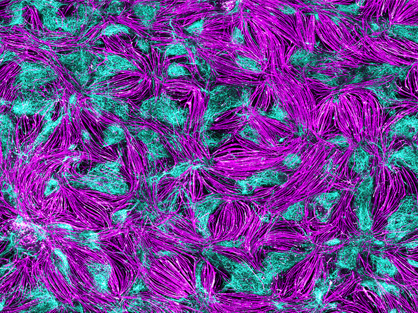 Neuromuscular 2D model for drug research