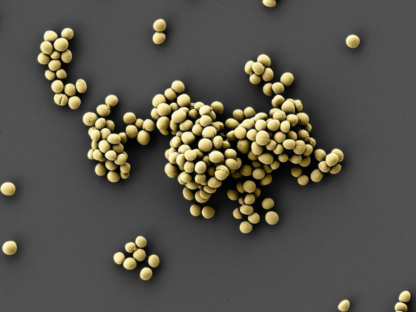 Researchers discover novel antibiotic substance from the human nose - Previously unknown class of antimicrobial compounds that kills microorganisms could be used as a lead structure for the development of novel antibiotics