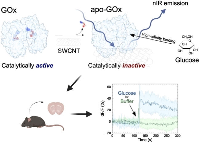 Continuous Glucose Monitoring - Tissue-Integrated Sensitive Glucose ...