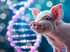 Groß angelegte Kartierung von Schweinegenen könnte den Weg für neue Humanarzneimittel ebnen