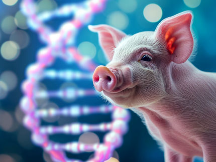 Large-scale mapping of pig genes could pave the way for new human medicines