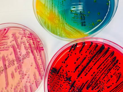 More than thirty new species of bacteria discovered in patient samples