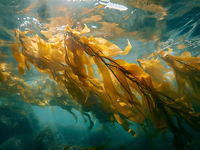 Cultivated kelp can now be as good as wild kelp
