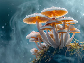Un nouveau centre de recherche pour explorer comment le "royaume inexploité" des champignons peut changer notre monde