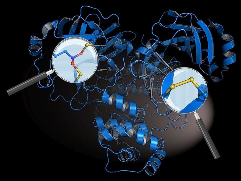 Cómo se defiende el coronavirus de nuestro sistema inmunitario - Un equipo de investigadores identifica "interruptores protectores" en la proteína del virus SARS-CoV-2