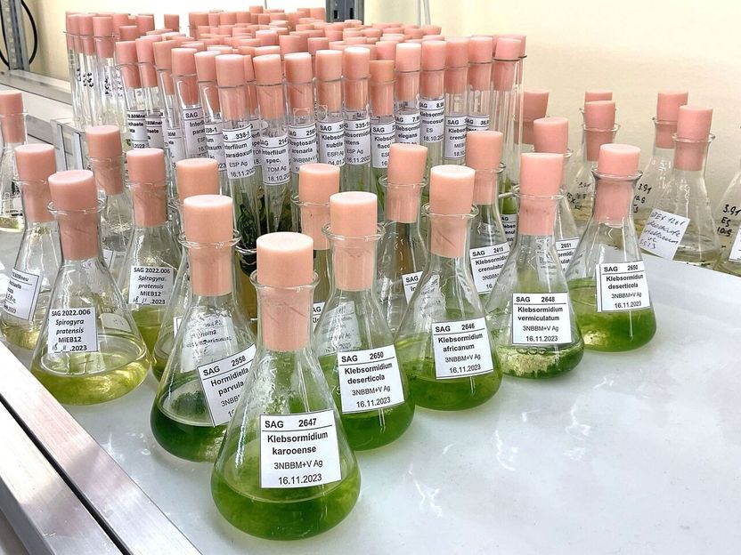 Complex green organisms emerged a billion years ago - Research team investigates the emergence of multicellularity
